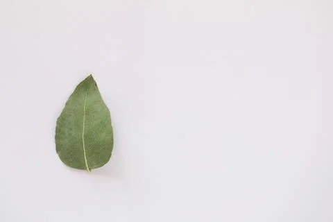 Simple flat lay image featuring single upside down gum leaf on white backgrou 스톡 사진