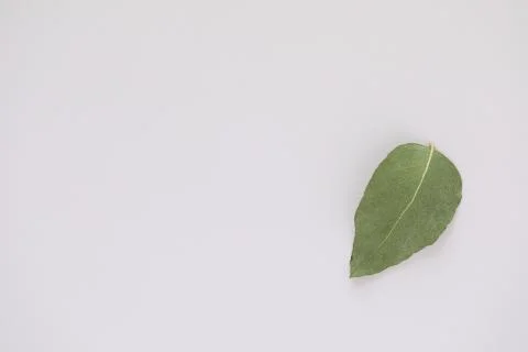 Simple flat lay image featuring single upside down gum leaf on white backgrou Stock Photos