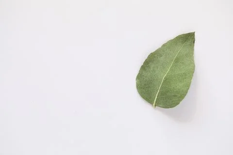 Simple flat lay image featuring single upside down gum leaf on white backgrou Foto stock
