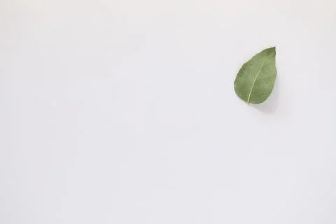 Simple flat lay image featuring single upside down gum leaf on white backgrou 스톡 사진