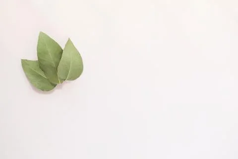 Simple flat lay image featuring three gum leaves on cream colored background  스톡 사진