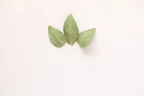 Simple flat lay image featuring three gum leaves on cream colored background  Stockfoto's