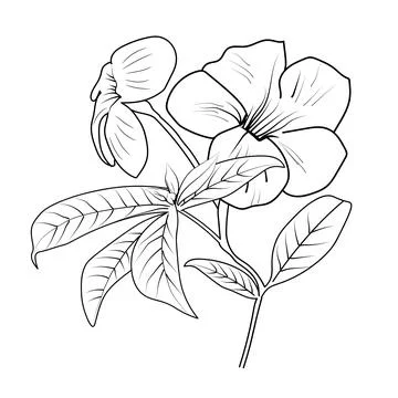 Simple flower coloring pages, Coloring pages for adults Stock Illustration