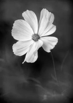 Simple flower Stock Photos
