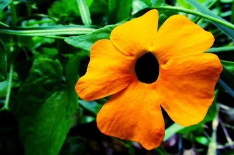 Simple flower Stock Photos