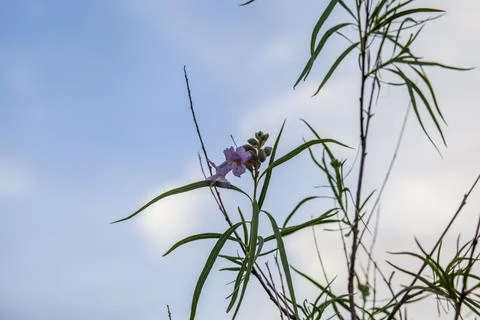 Simple Flower. Stock Photos