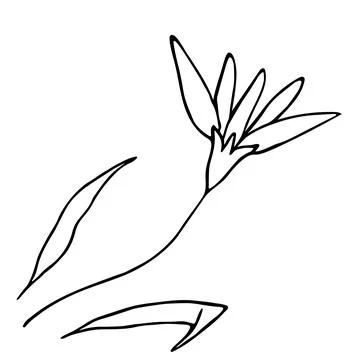 Simple flower on white background. Stock Illustration