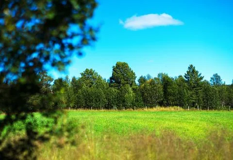 Simple forest with bokeh tree landscape background Foto stock
