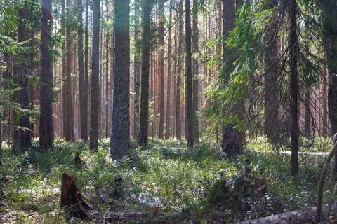 A simple forest landscape in the forest with pine trees and spruces Stock Photos