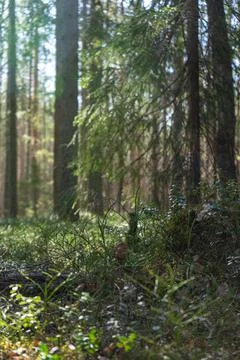A simple forest landscape with vertical orientation and blurred background. Stock Photos