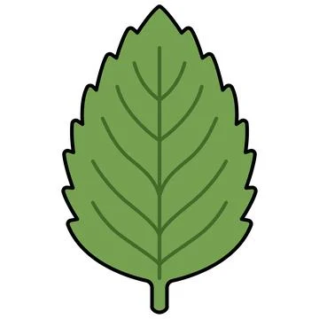 Simple fresh green mint leaf with black outline for herbal concept Stock Illustration