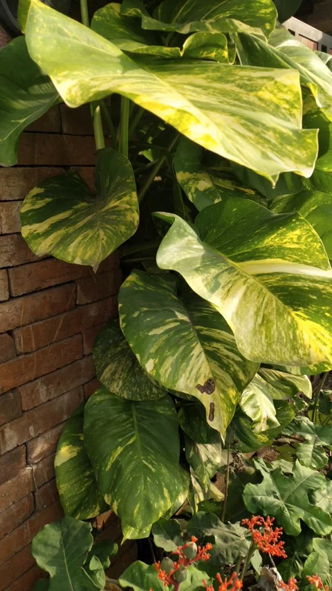 Simple garden in front of the house Video stock 243807654