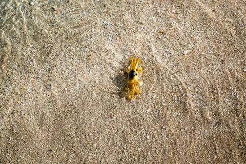 A simple Ghost Crab Stock Photos