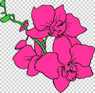 Simple graphic drawing of three pink orchids on a branch without background イラスト素材