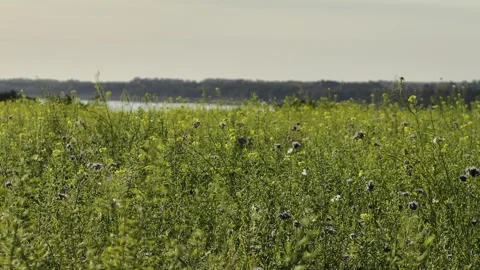 Simple grassland Stock Footage 288031459