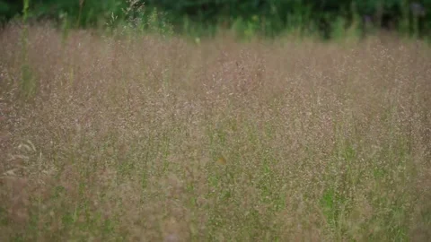 A simple grassy meadow Stock Footage 145661295