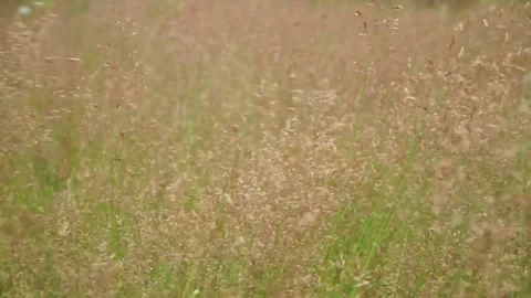 A simple grassy meadow Stock Footage 145671408