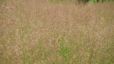 A simple grassy meadow Stock Footage 145671432