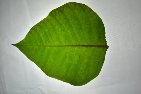 Simple Green Leaf Stock Photos