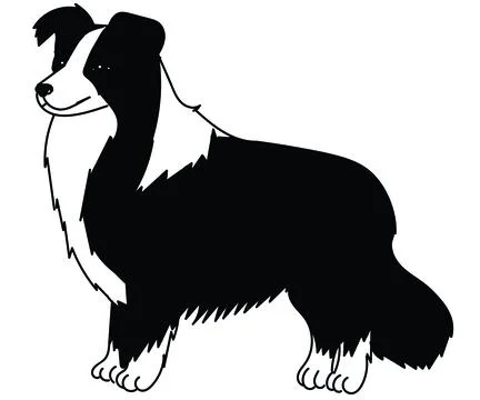 Simple hand drawing border collie dog breed Stock Illustration