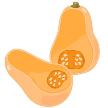 Simple hand drawn cut butternut squash illustration flat colored Stock Illustration
