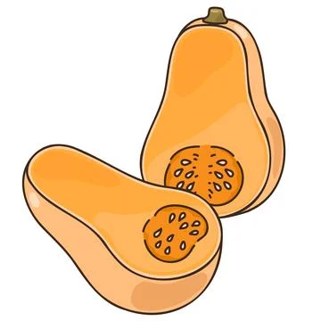 Simple hand drawn cut butternut squash illustration Stock Illustration