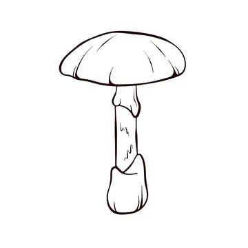 Simple hand drawn Death cap inedible toxic Mushroom. Autumn design. Vector Stock Illustration