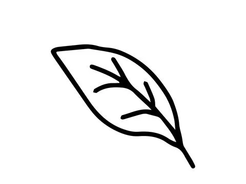 Simple hand-drawn illustration of a leaf in a black and white outline, drawn in Stock Illustration