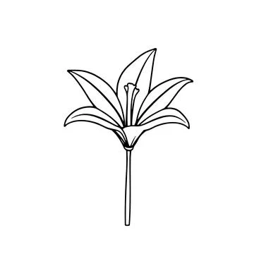 Simple Hand Drawn Lily Flower Line Art Illustration Stock Illustration