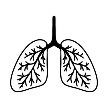 Simple hand drawn lungs illustration. Isolated on white background. Stock Illustration