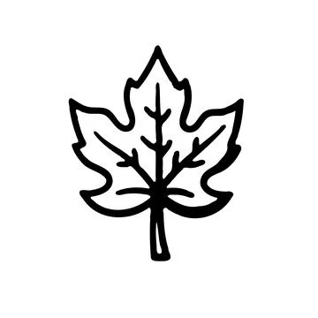 Simple Hand Drawn Maple Leaf Black and White Stock Illustration