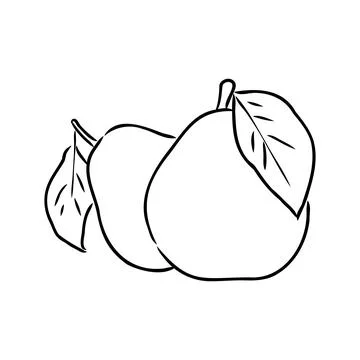 Simple hand-drawn vector black outline drawing. Pear isolated on a white back Stock Illustration