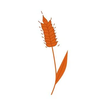 Simple hand drawn wheat. Wheat icon vector on white background. Stock Illustration