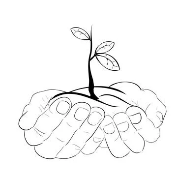 Simple Hand hold or bring bud sprout small plant with 3 fresh green leaf, i.. Stock Illustration