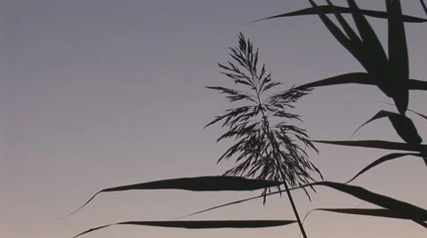 Simple Herb Stock Footage 8795542