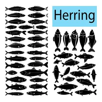 Simple Herring vector illustration in white background Stock Illustration