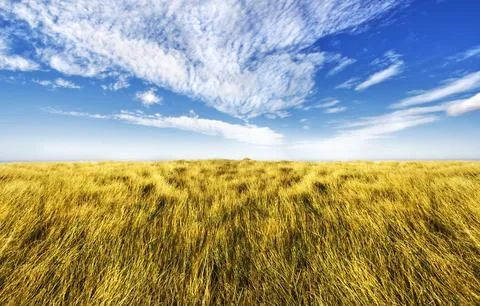 Simple high grass horizon Stock Photos