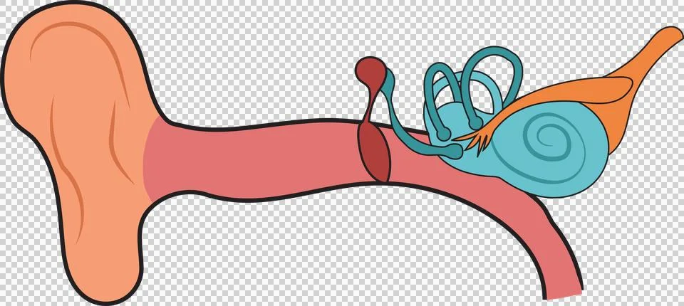 Simple Human Ear Structure. Hand Drawn Illustration Diagram Stock Illustration