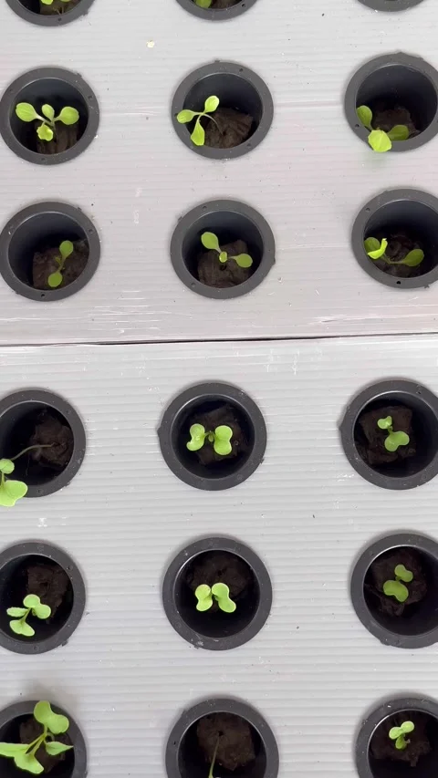Simple hydroponic plants in small tubs Video stock 309810674