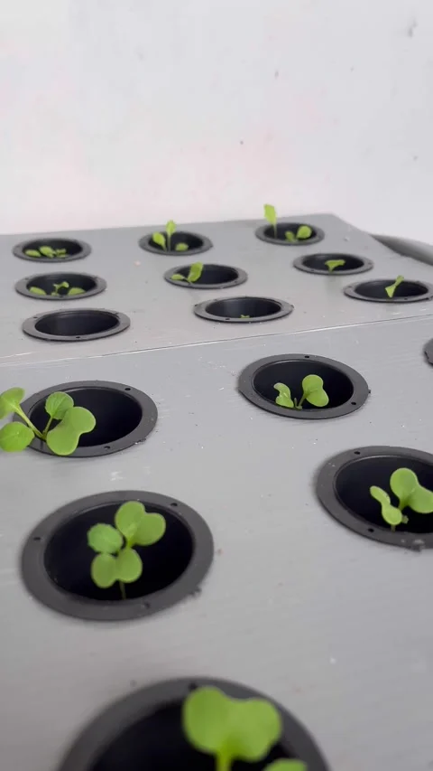 Simple hydroponic plants in small tubs Stock Footage 309810675