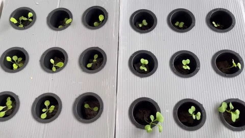 Simple hydroponic plants in small tubs Stock Footage 309810685