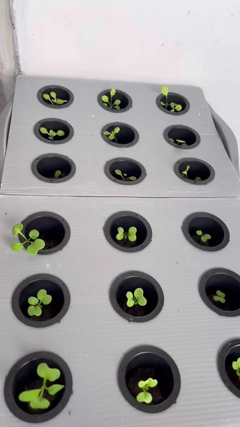 Simple hydroponic plants in small tubs Stock Footage 309810694