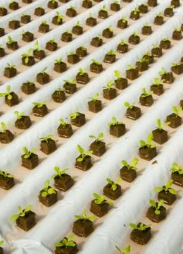 Simple hydroponic system growing lettuce Stock Photos