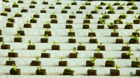 Simple hydroponic system growing lettuce Stock Photos