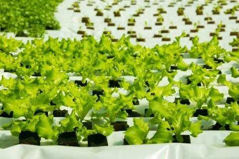 Simple hydroponic system growing lettuce Stock Photos