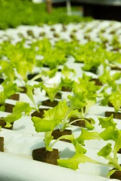 Simple hydroponic system growing lettuce Stock Photos