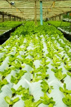 Simple hydroponic system growing lettuce Stock Photos