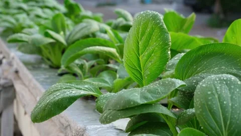 Simple Hydroponic with used Styrofoam Stock Footage 256023252