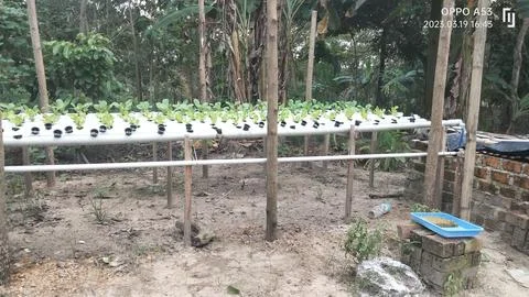 Simple hydroponics Stock-Fotos