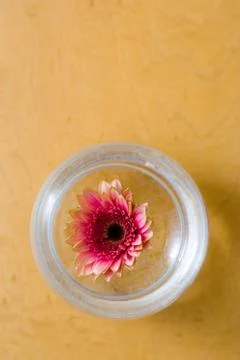 Simple ikebana Stock Photos